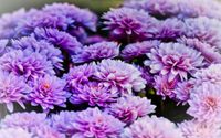 asters-g61d928810_1920